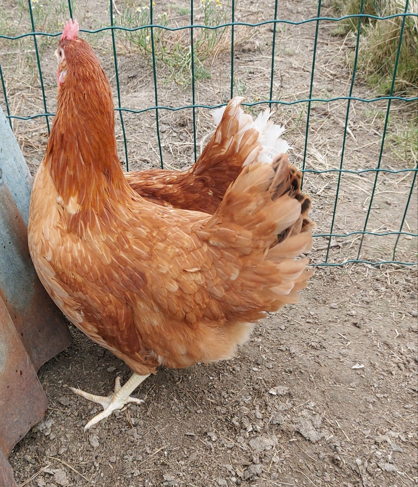 bruine legkip, Dieren en Toebehoren, Pluimvee, Kip