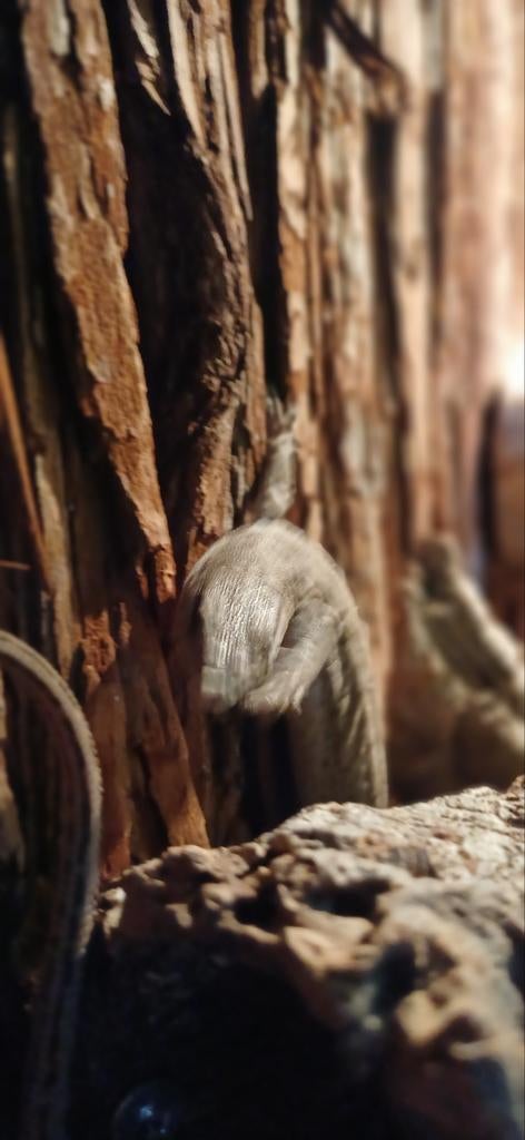 Varanus gilleni, Tickets & Billets, Loisirs | Jardins zoologiques