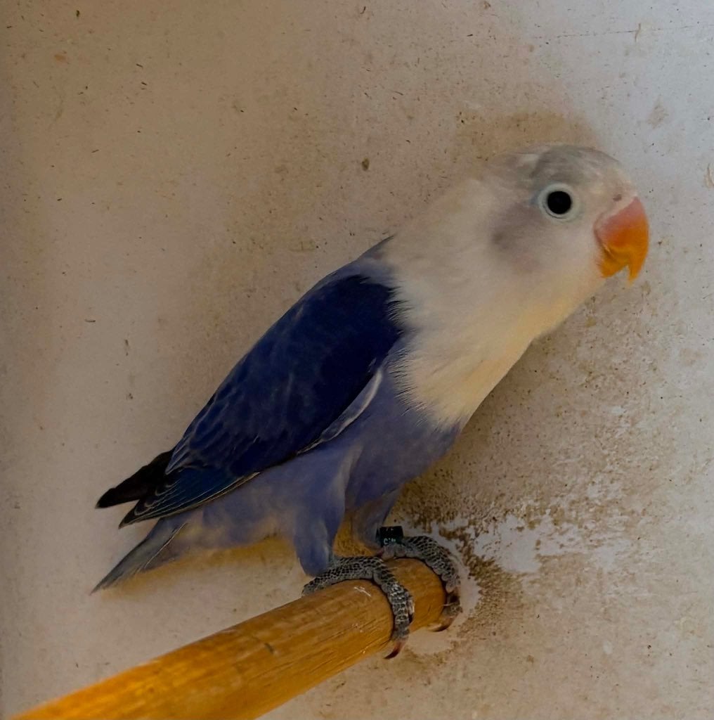 agapornis, Geslacht onbekend, Dwergpapegaai of Agapornis, Geringd