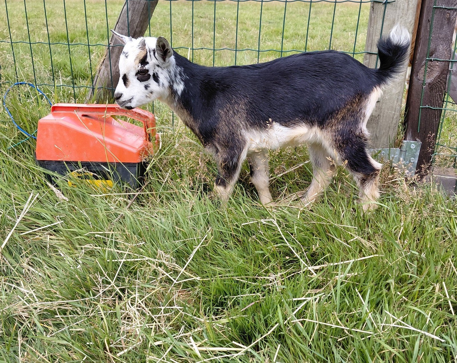 mooi bokje, Dieren en Toebehoren