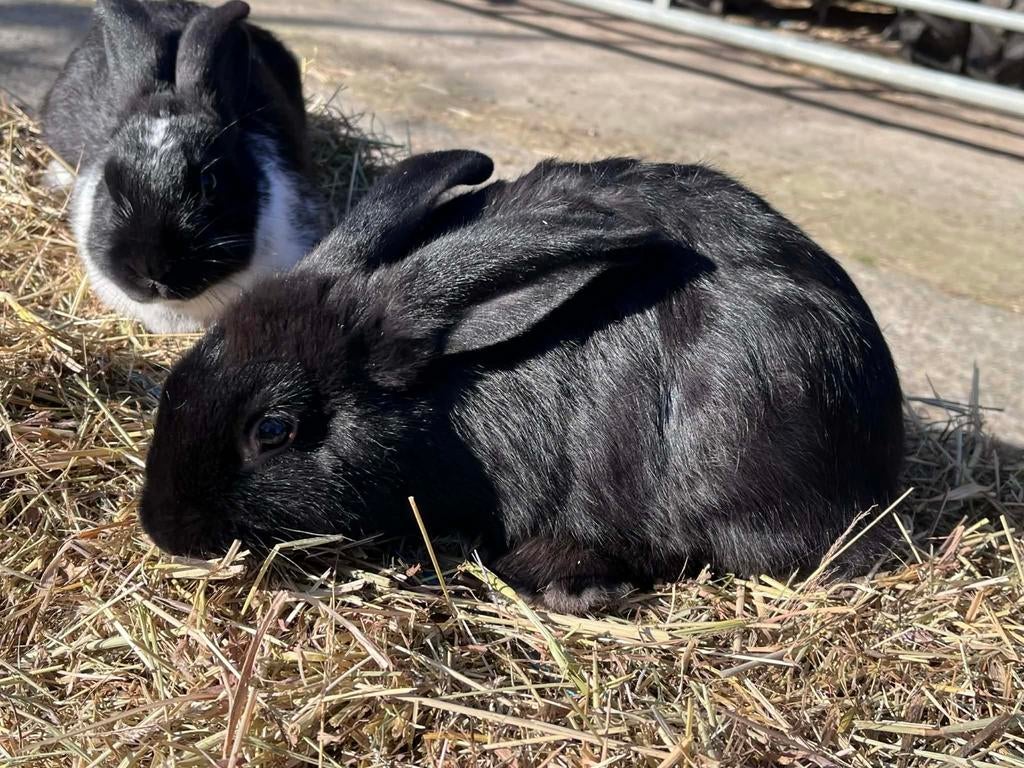 Jonge konijnen, Dieren en Toebehoren, Konijnen