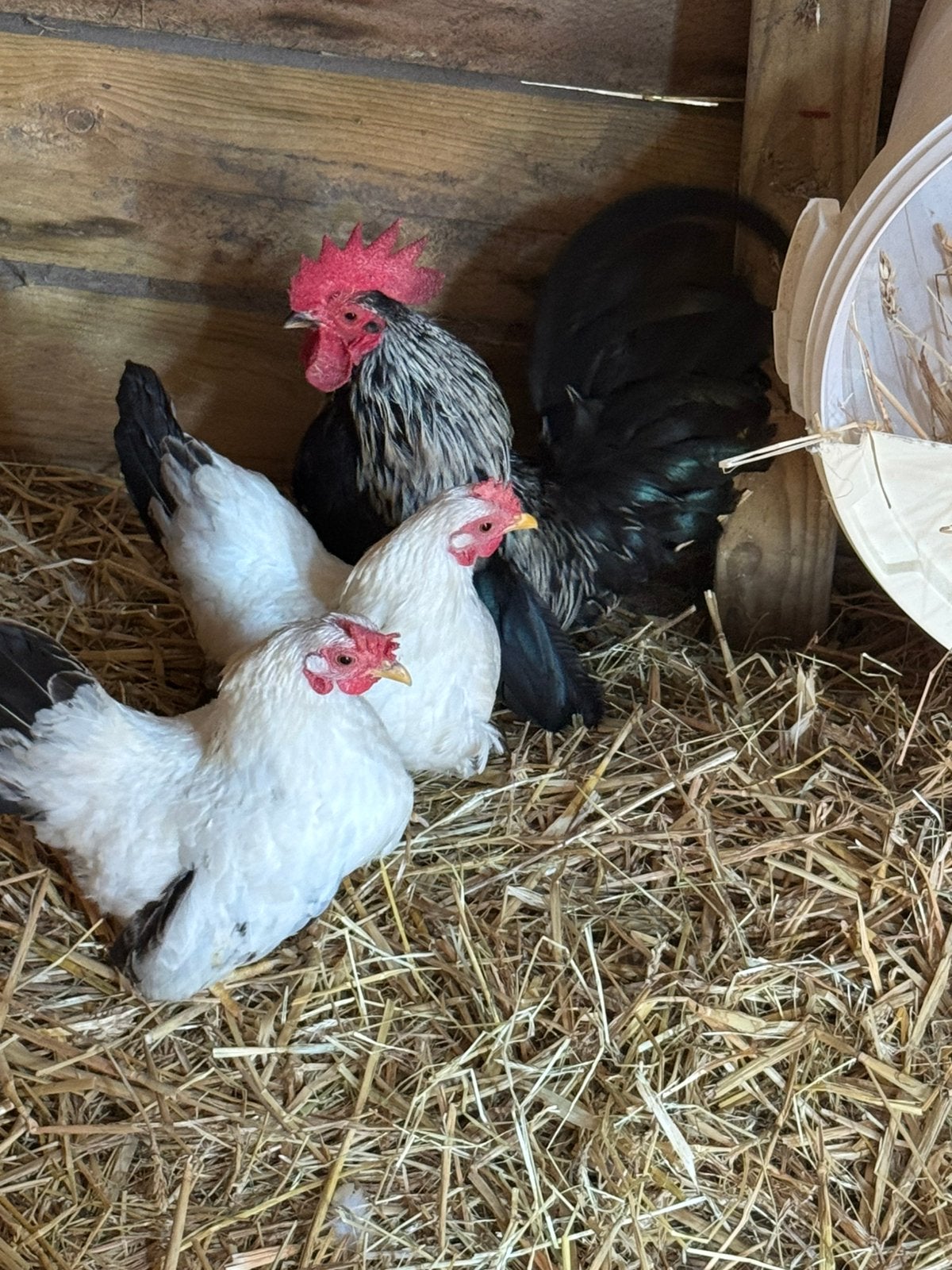 Trio chabo’s, Dieren en Toebehoren, Pluimvee
