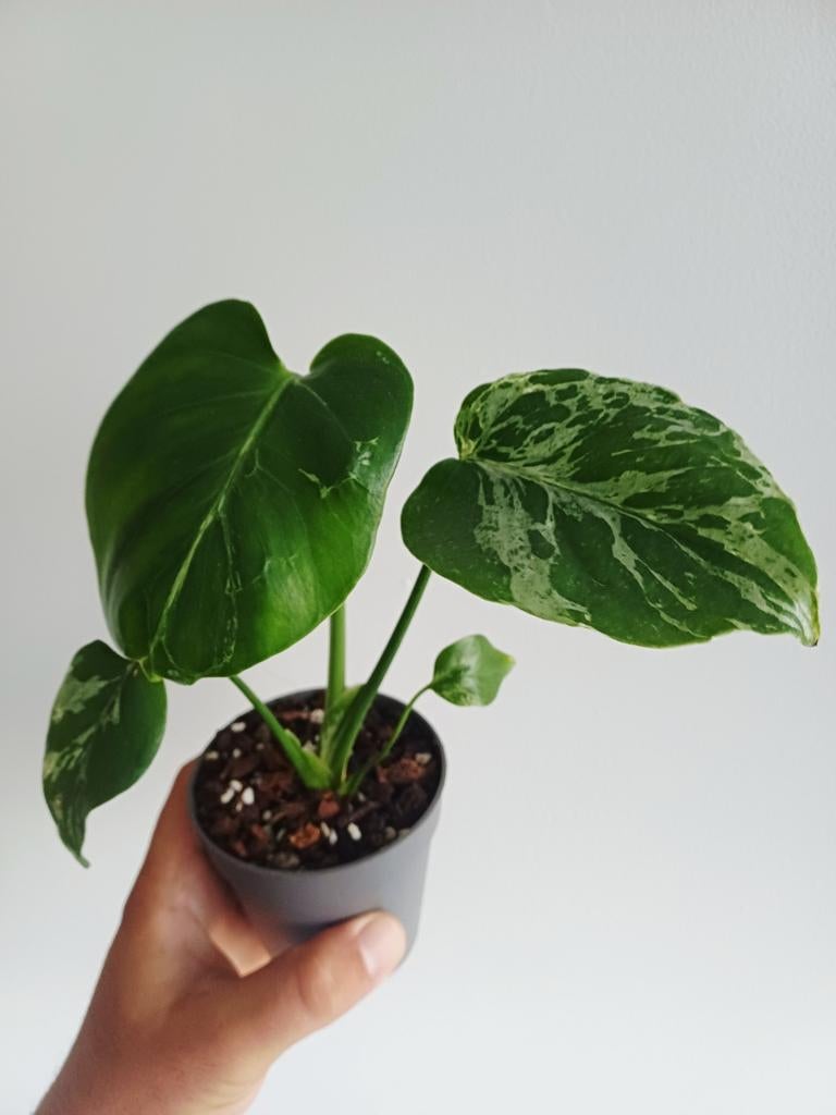 Monstera Bulbasaur, Huis en Inrichting, Kamerplanten, Overige soorten, Minder dan 100 cm, Groene kamerplant, Halfschaduw, In pot