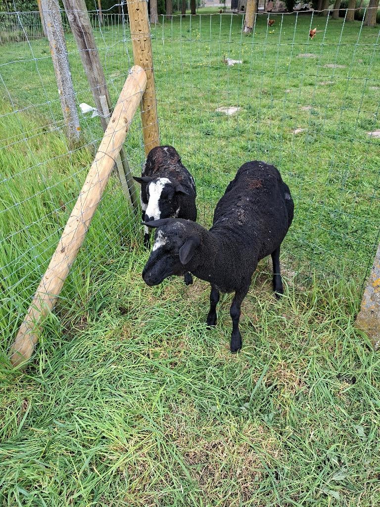 Rammen, Mâle, 0 à 2 ans