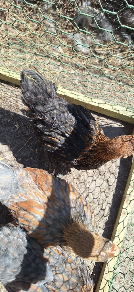 wyandotte kuikens, Dieren en Toebehoren, Pluimvee