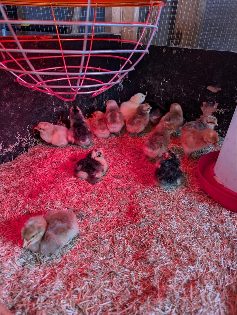 Poussins, Sexe inconnu