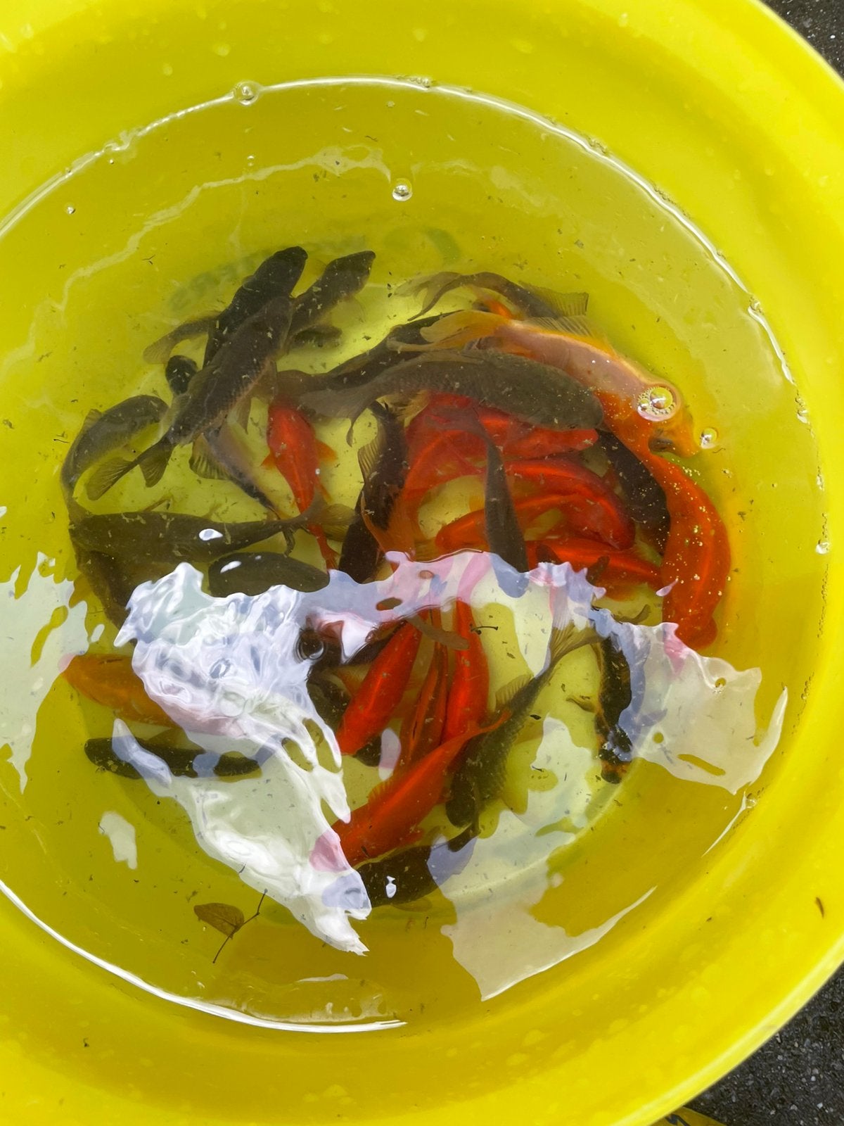 Goudvissen, Poisson(s) rouge(s)