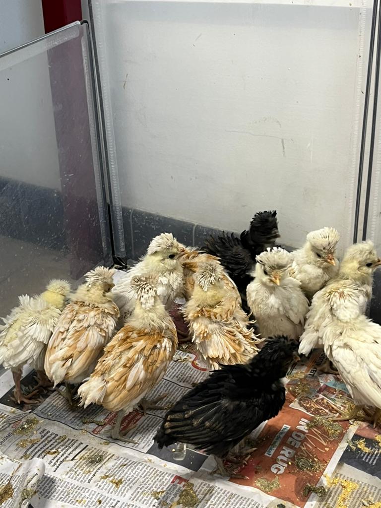 Padua kuikens, Sexe inconnu, Poule ou poulet