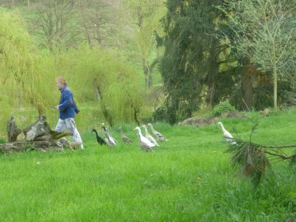 Indian Running Ducks/Homme, Mâle, Canard