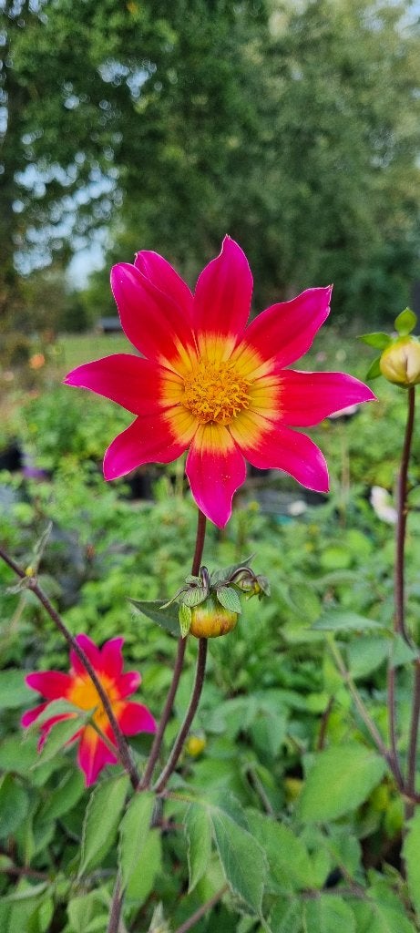 Dahlia bright eyes, Tuin en Terras, Ophalen of Verzenden, Voorjaar, Volle zon, Knol