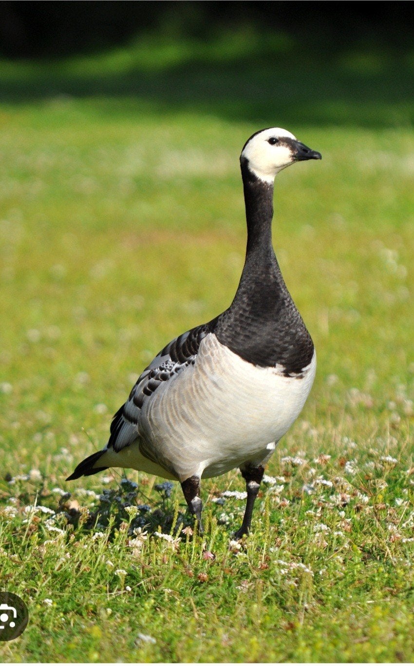 brandgans, Meerdere dieren, Gans of Zwaan