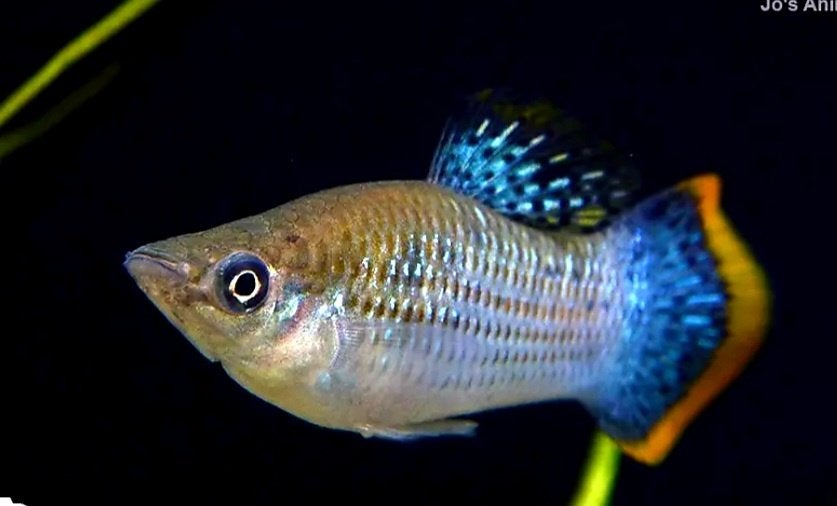 Aquariumvissen zuivere wildkleur Poecilia, Poisson, Poisson d'eau douce