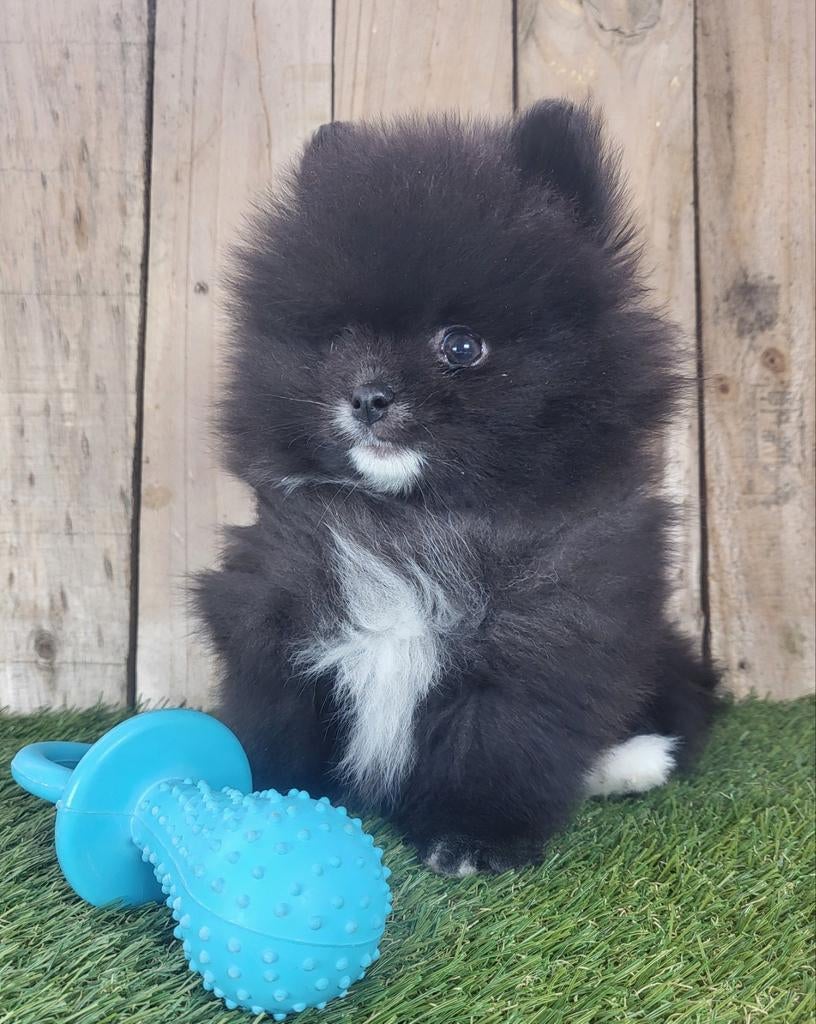 Chiot de Poméranie/Chiot pygmée/petit loulou /Chiot à p, Loulou, Chien (mâle), Belgique, Plusieurs
