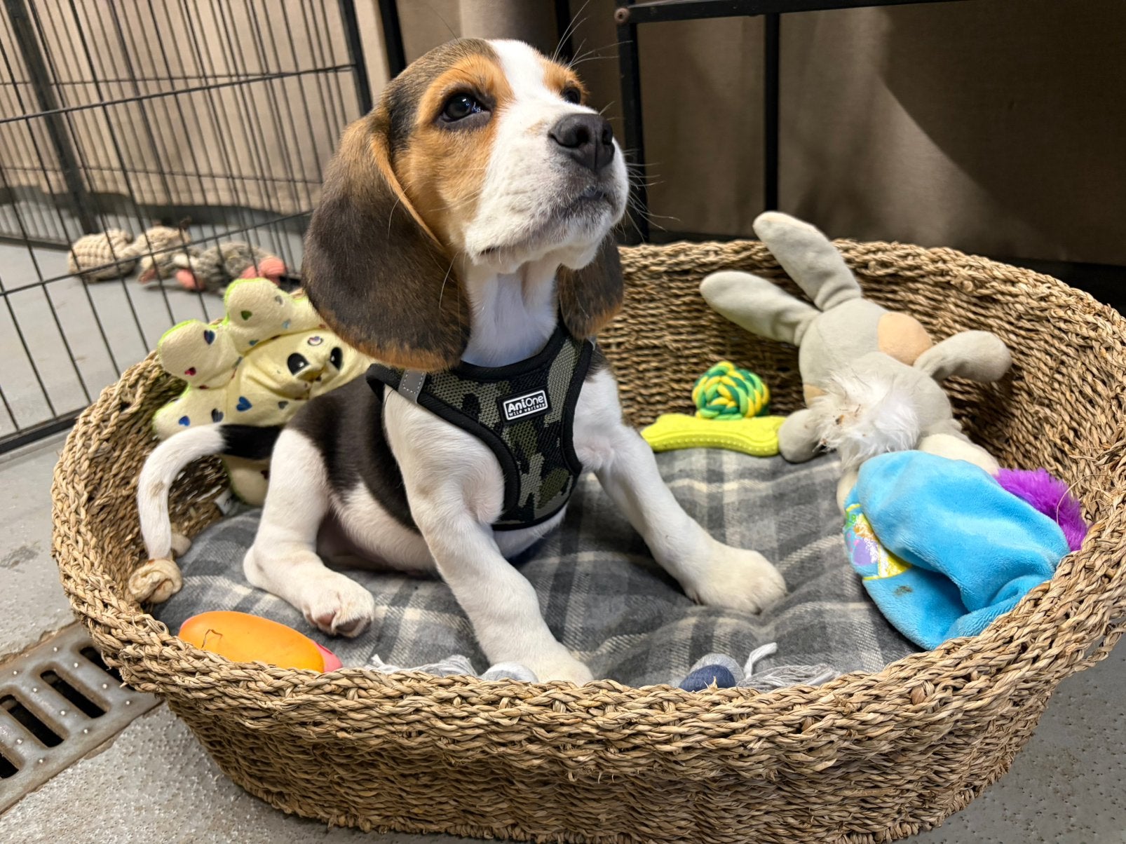 Chiot Beagle Milo, Animaux & Accessoires, Beagle, Chien (mâle), Belgique, Un chien