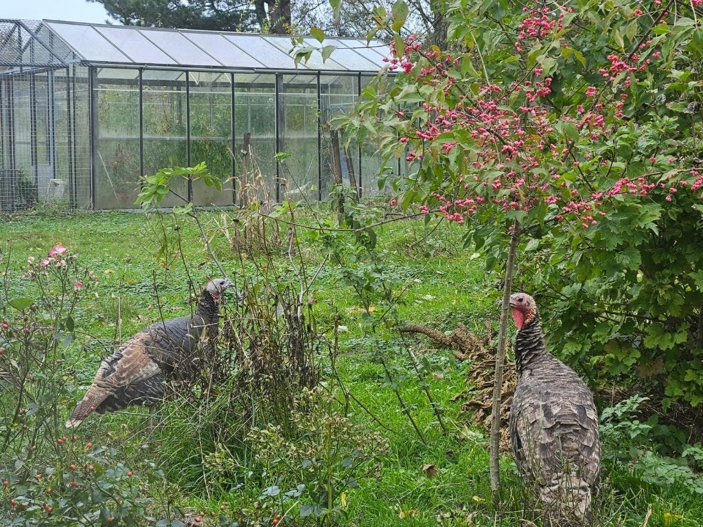 Dindes de Ronquière, Animaux & Accessoires, Plusieurs animaux, Dinde