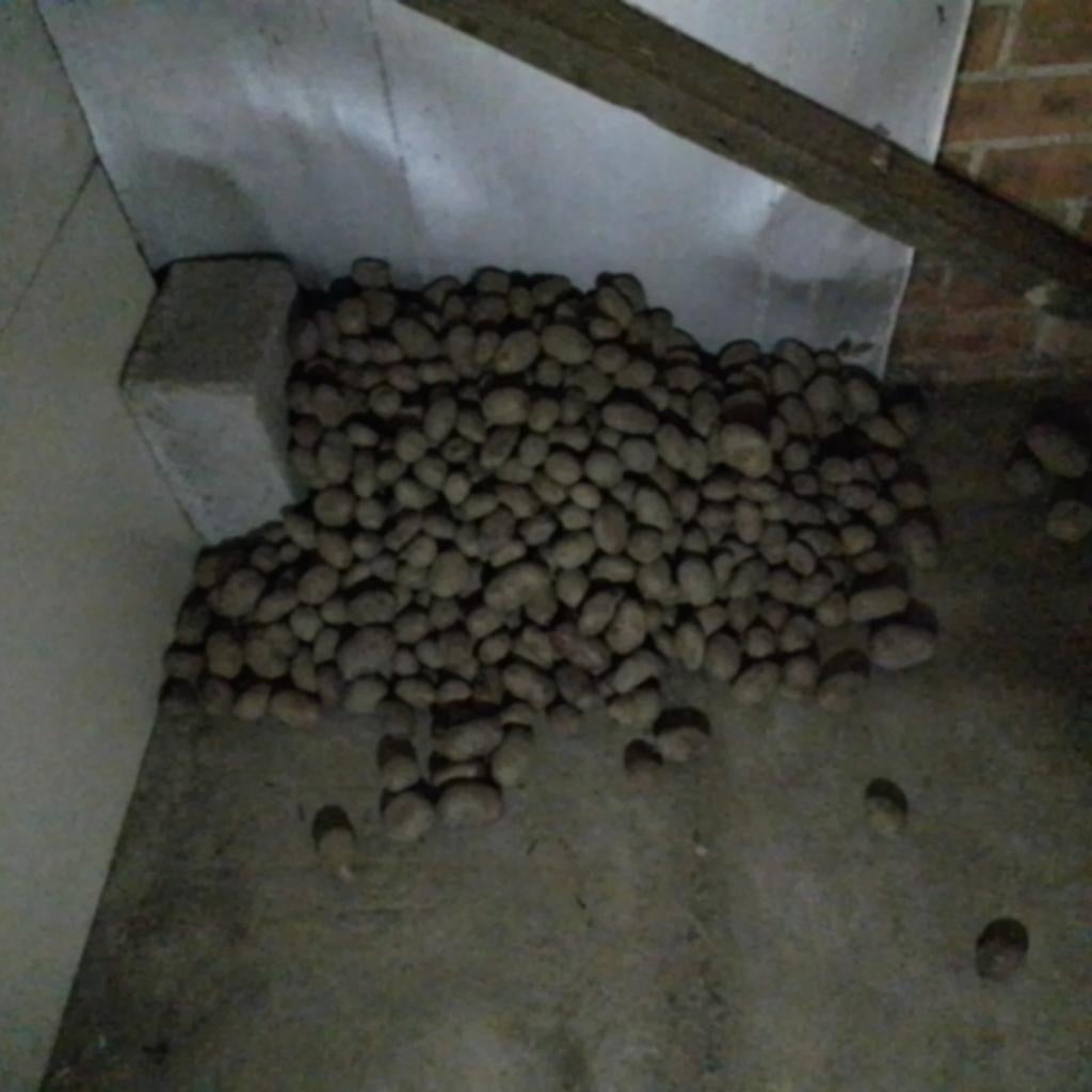 Voederaardappelen, Ophalen