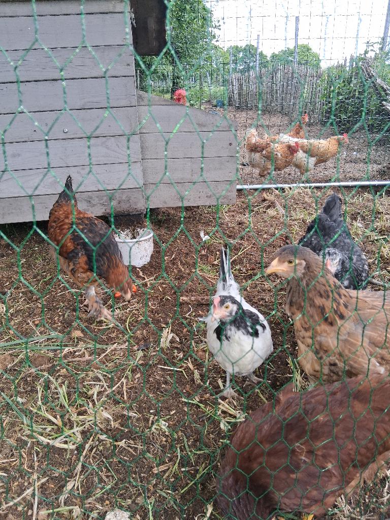Gratis haantje, Dieren en Toebehoren, Pluimvee, Mannelijk, Kip