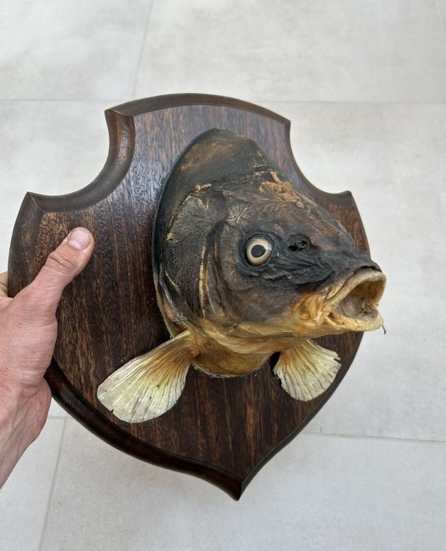 Viskop, opgezette karper - taxidermie karperkop, Ophalen of Verzenden, Gebruikt, Overige soorten, Gewei of Kop