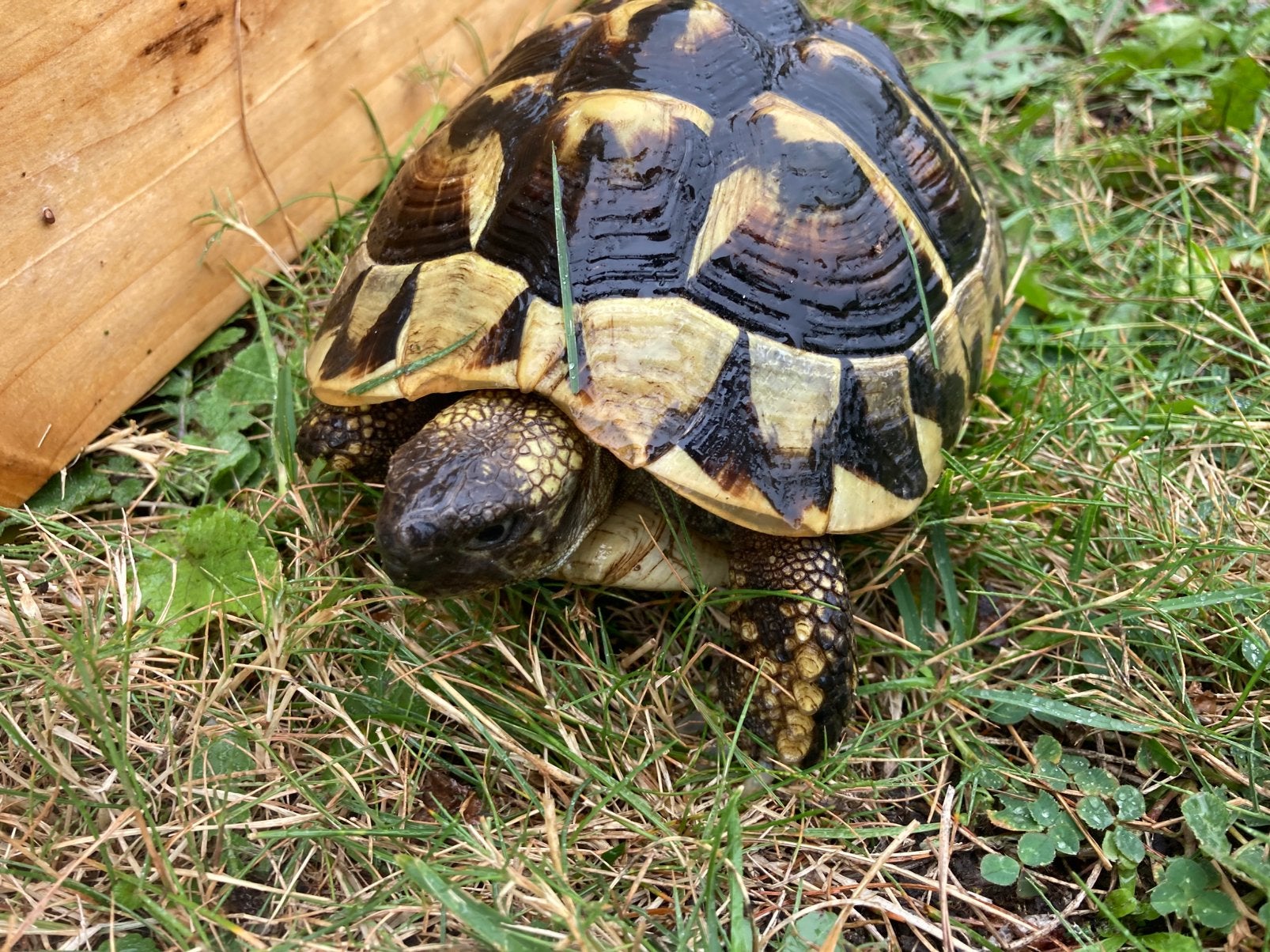Griekse landschildpad, Tortue, 3 à 6 ans