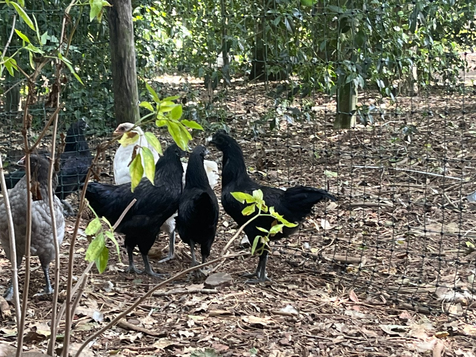Ayam cemani kippen
