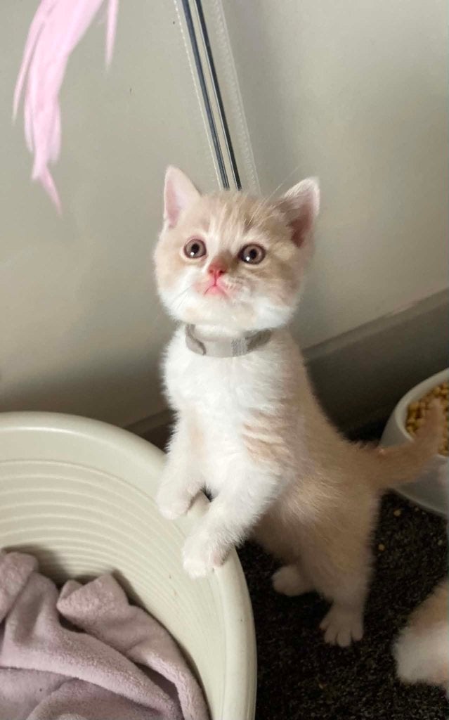 Brits korthaar kittens, Dieren en Toebehoren, Katten en Kittens | Raskatten | Korthaar, Kater, Met stamboom, 0 tot 2 jaar