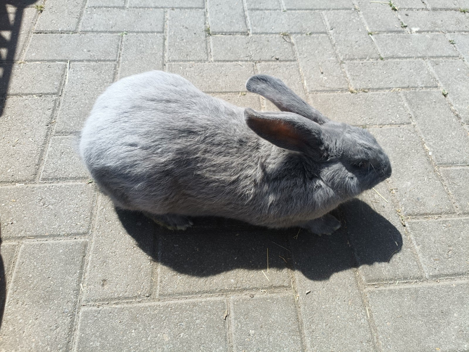 Blauw van Sint Niklaas voedster, Dieren en Toebehoren, Vrouwelijk, Groot, 0 tot 2 jaar