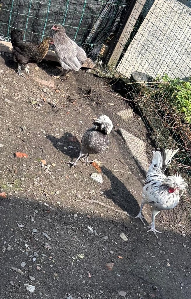 Kippen, Dieren en Toebehoren
