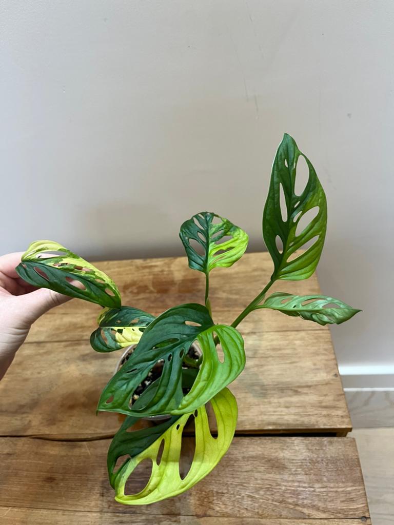 Monstera Adansonii Aurea Variegata, Envoi