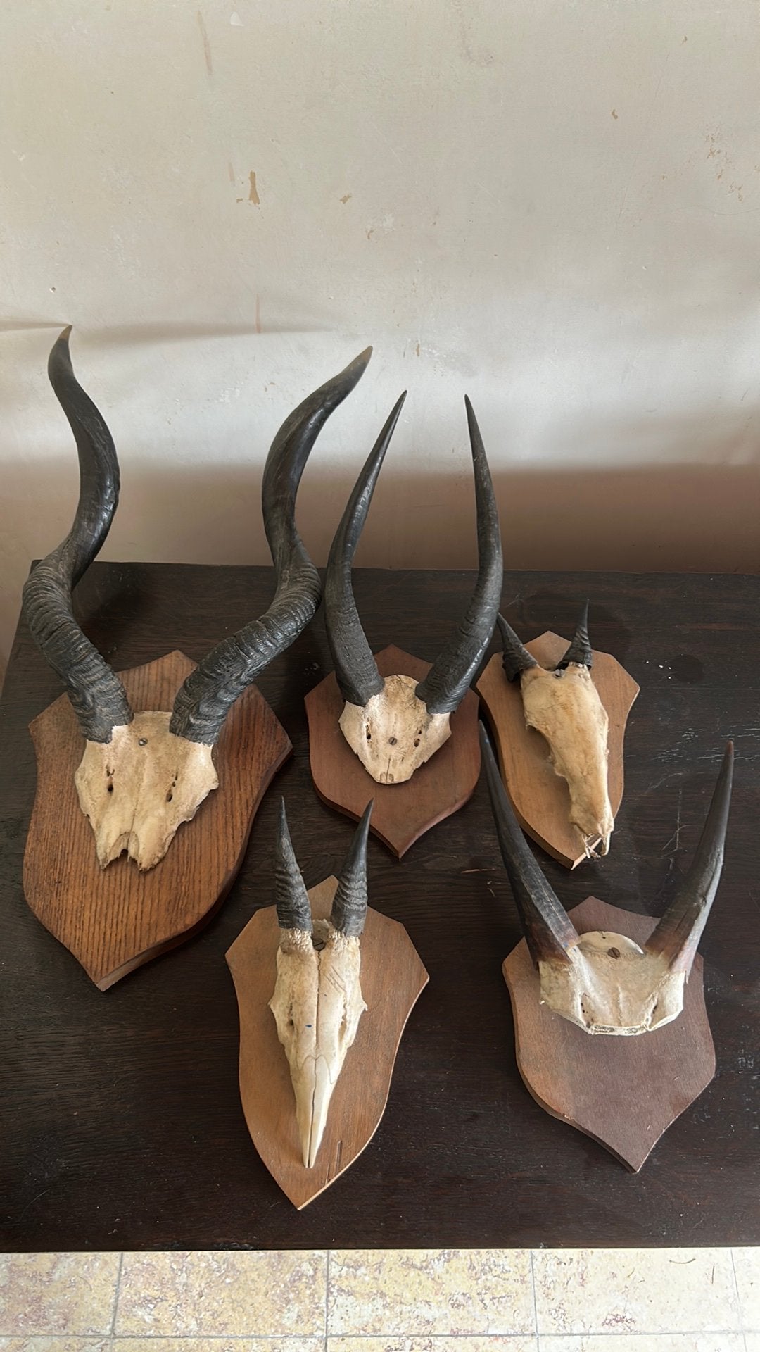 Dierenschedels op houten schild, Enlèvement ou Envoi, Utilisé, Autres, Crâne