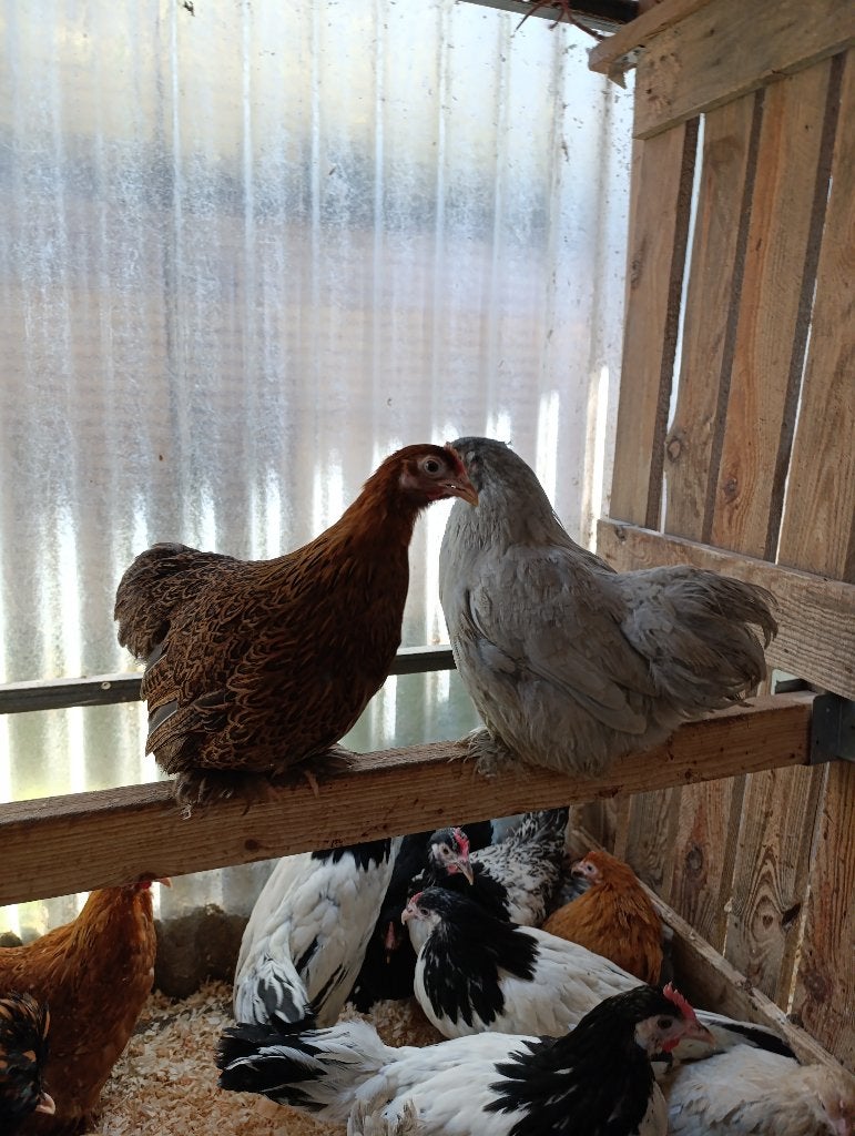 PLUIMVEE BART / cochin krielen vele kleuren 0499/082381, Vrouwelijk, Kip