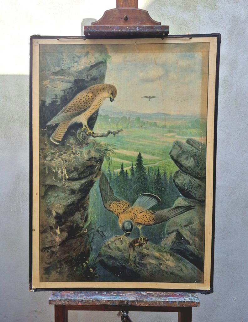 Antieke schoolplaat Torenvalk, Antiek en Kunst, Ophalen
