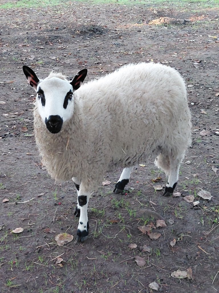 Kerry Hill schapen te koo