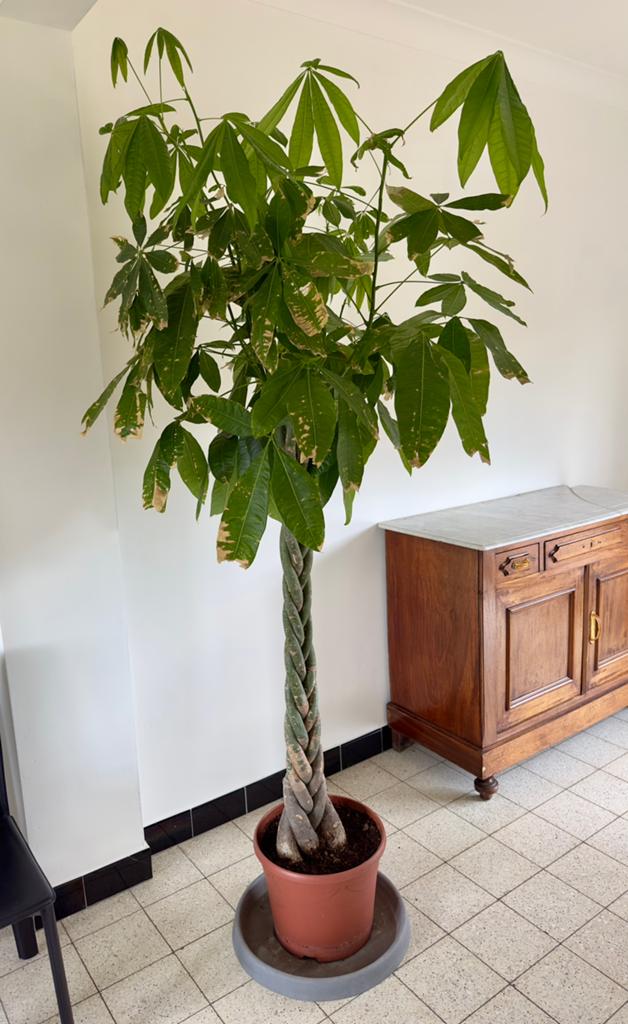 Kamerplant Pachira Aquatica, Huis en Inrichting, Kamerplanten, Ophalen, Overige soorten, Halfschaduw, In pot