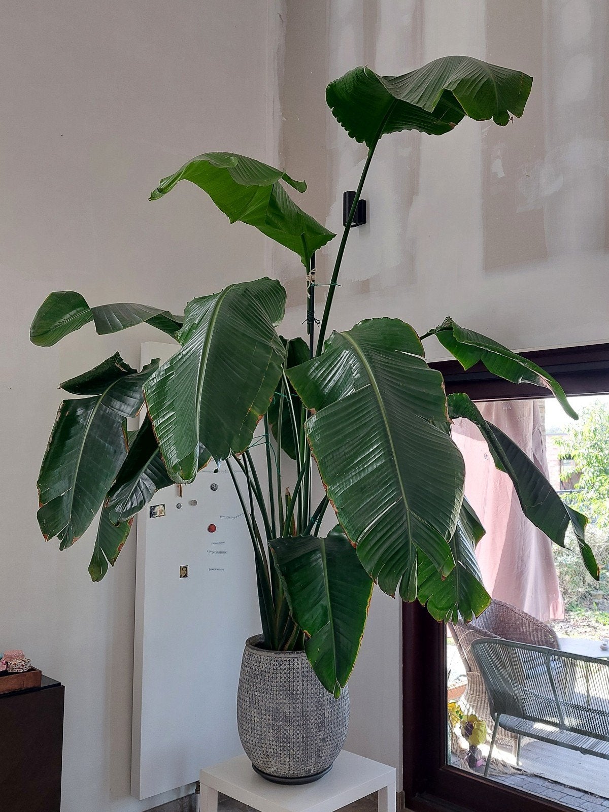 Strelitzia 270cm, Huis en Inrichting, Ophalen, 200 cm of meer, Overige soorten, In pot