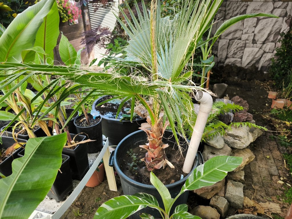 Washingtonia Robusta palm, Tuin en Terras, Ophalen