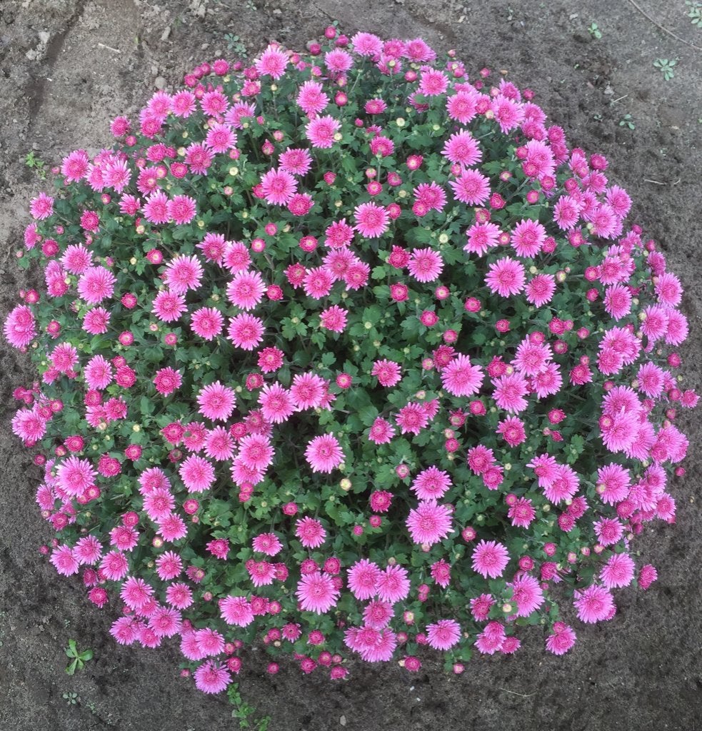 Chrysanten, Ophalen