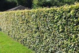 Beuken voor heggen - Fagus sylvatica, Tuin en Terras, Ophalen, Haag