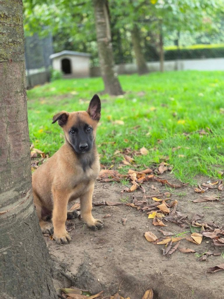 Beaux chiots malinois, Maladie de Carré (chiens), Plusieurs, Belgique, Berger