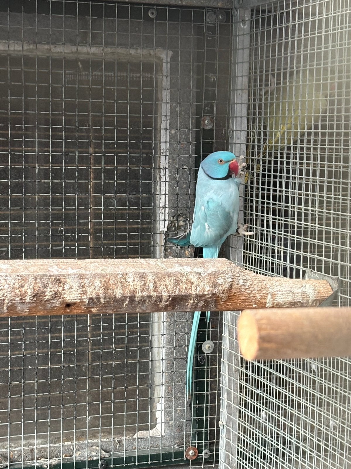 Halsbandparkiet, Dieren en Toebehoren, Vogels | Parkieten en Papegaaien, Geringd