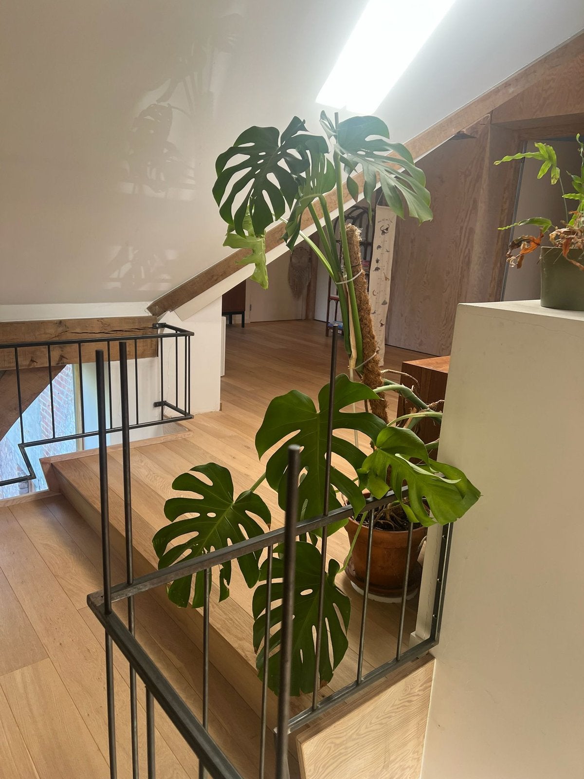 Gatenplant/ monstera, Ophalen