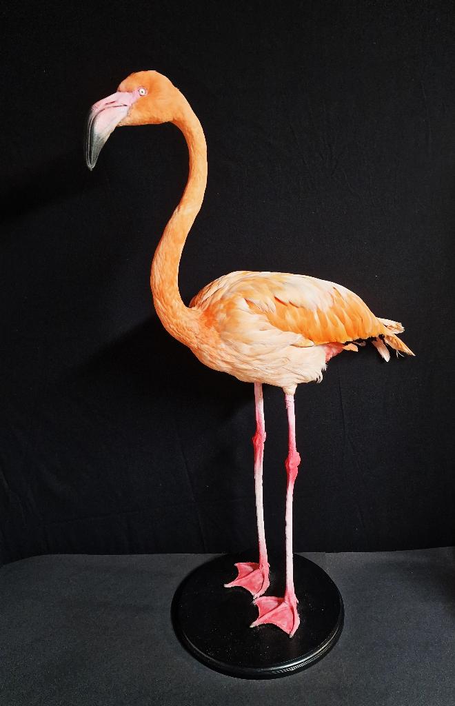 mooie overleden vogels te koop gevraagd ........., Meerdere dieren, Tropenvogel, Geringd