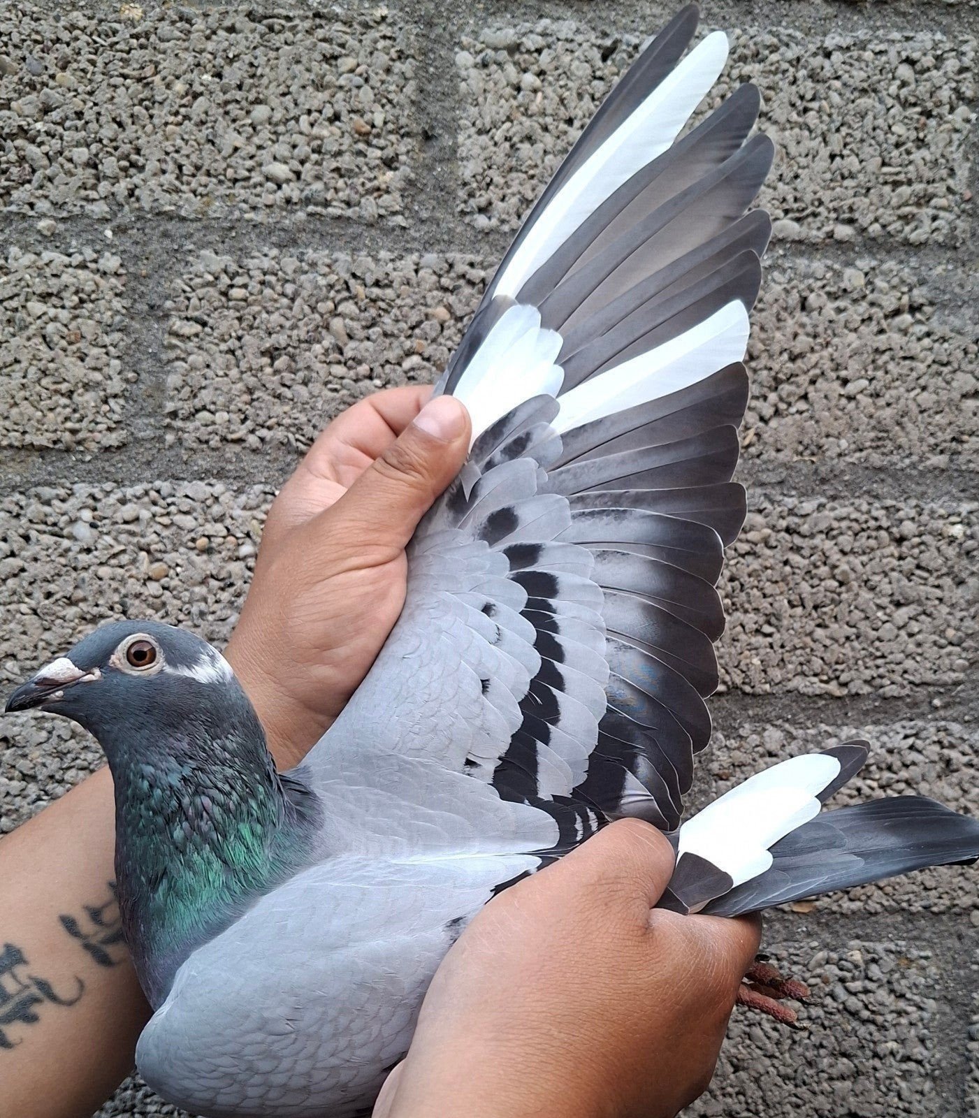 pigeon de course « BEST KITTEL » /"NEW KITTEL », Animaux & Accessoires, Oiseaux | Pigeons, Femelle, Pigeon voyageur