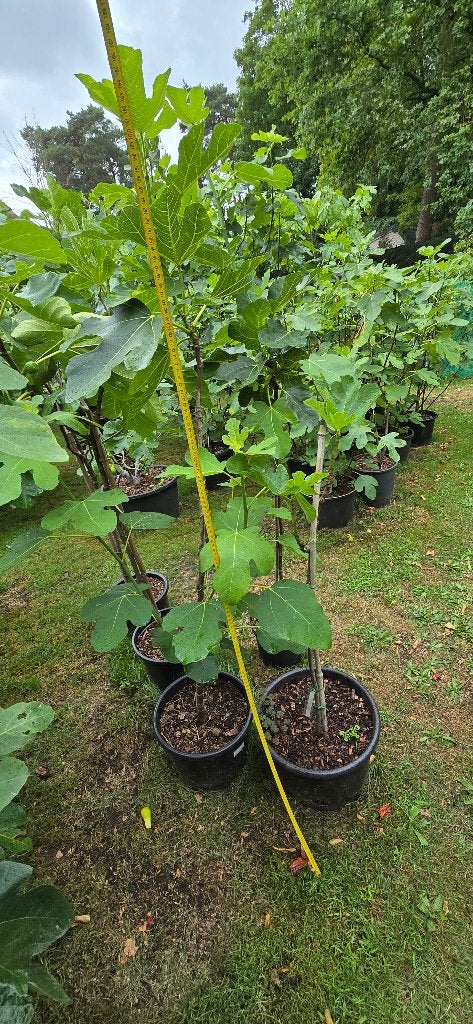 vijgenplant, Ophalen