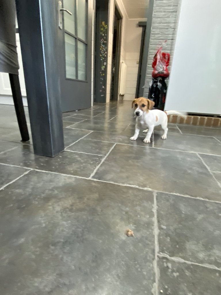 Kortpotige Jack Russel pups geteste ouders, Dieren en Toebehoren, Honden | Jack Russells en Terriërs, België, Fokker | Hobbymatig
