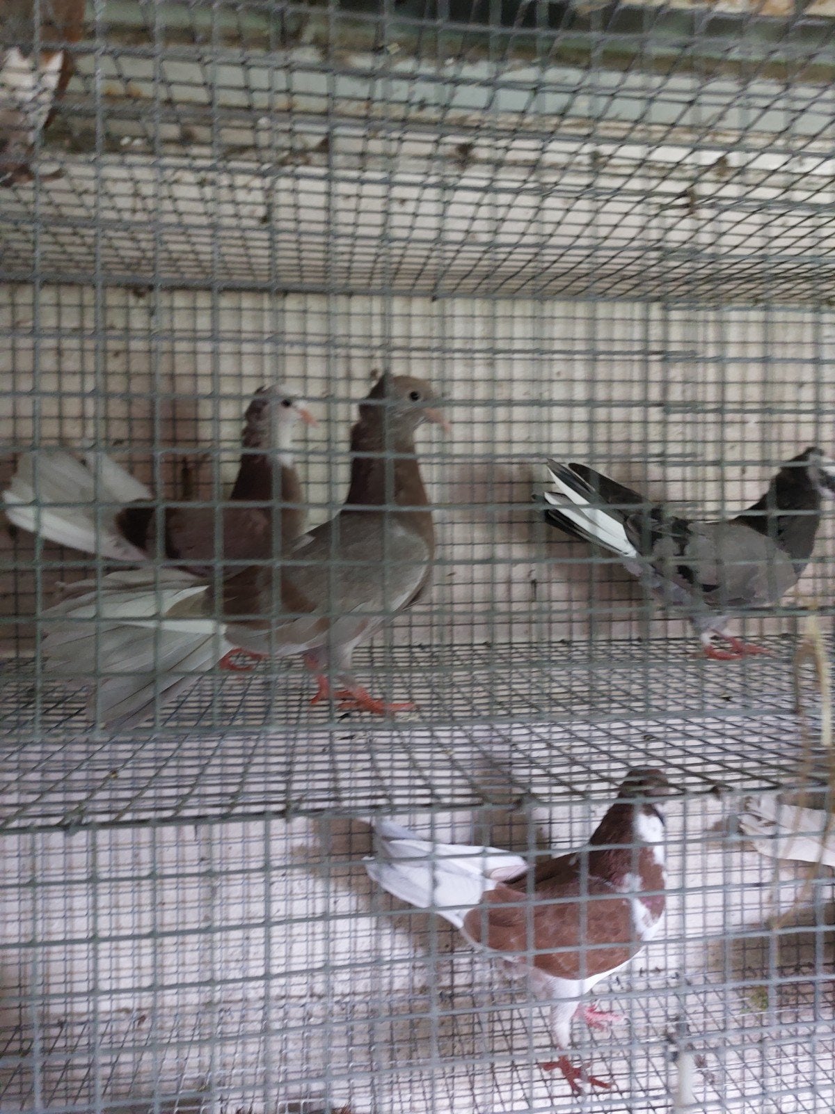 Sierduiven pauwstaartjes, Dieren en Toebehoren, Vogels | Duiven, Geslacht onbekend, Overige soorten