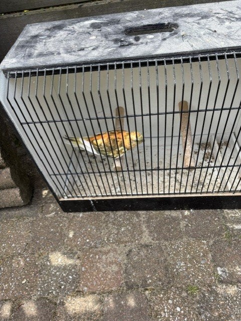 bont oranje roodrug, Dieren en Toebehoren, Geringd