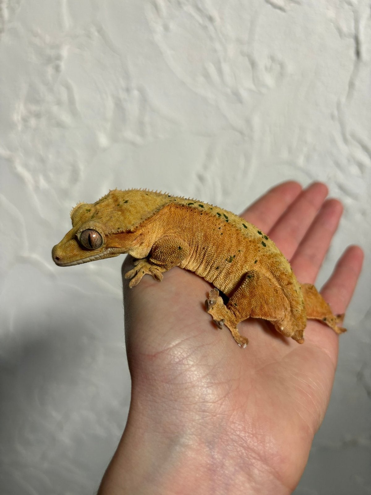 Yellow dal wimpergekko vrouw, Animaux & Accessoires, Reptiles & Amphibiens, Lézard, Domestique, 3 à 6 ans