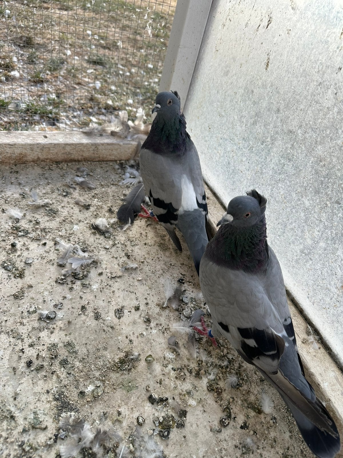Serbiesch duiven hoogevliegers, Dieren en Toebehoren, Vogels | Duiven