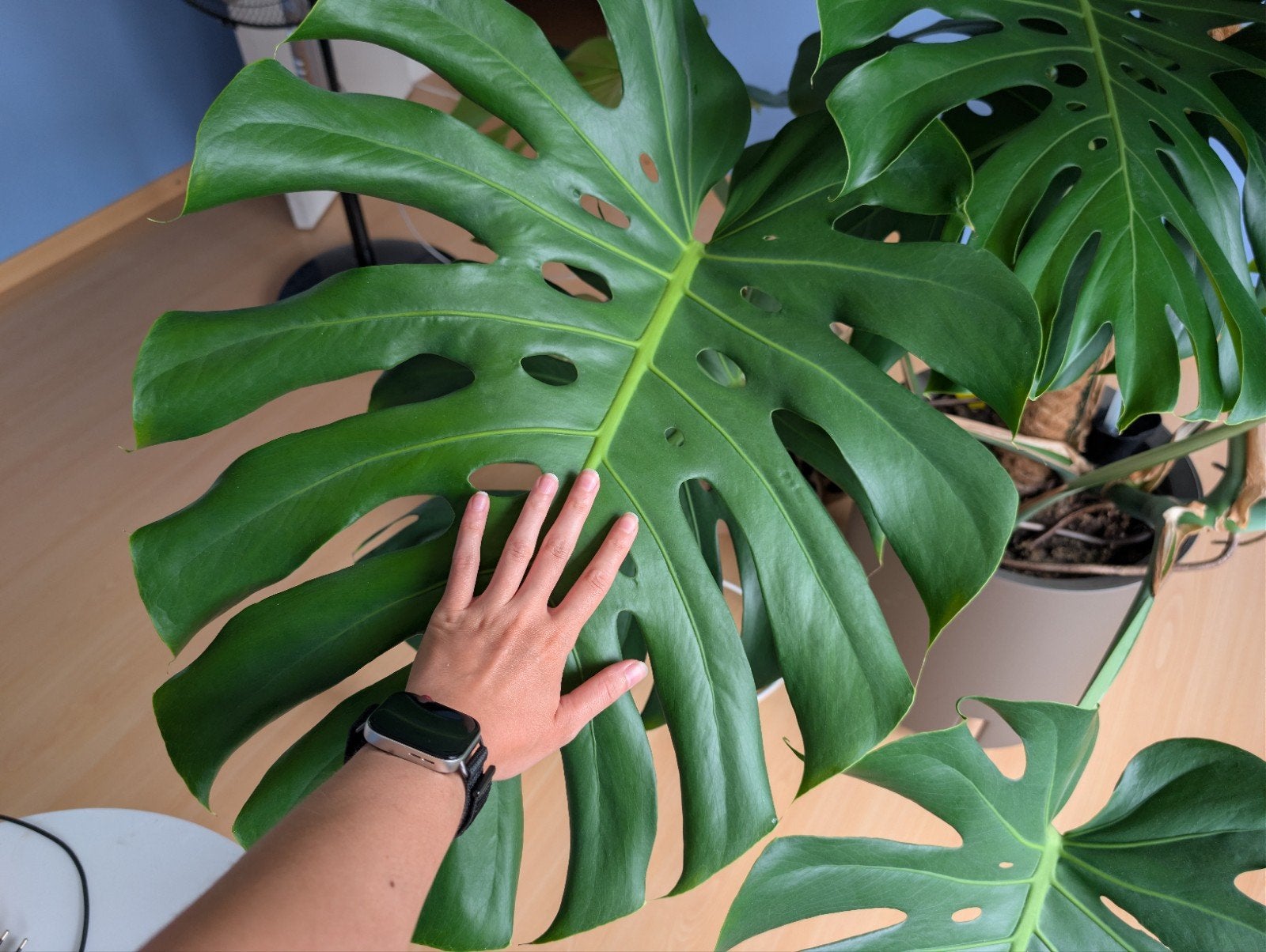 Big Monstera, Maison & Meubles, Plantes d'intérieur, Autres espèces, En pot, Enlèvement, 100 à 150 cm