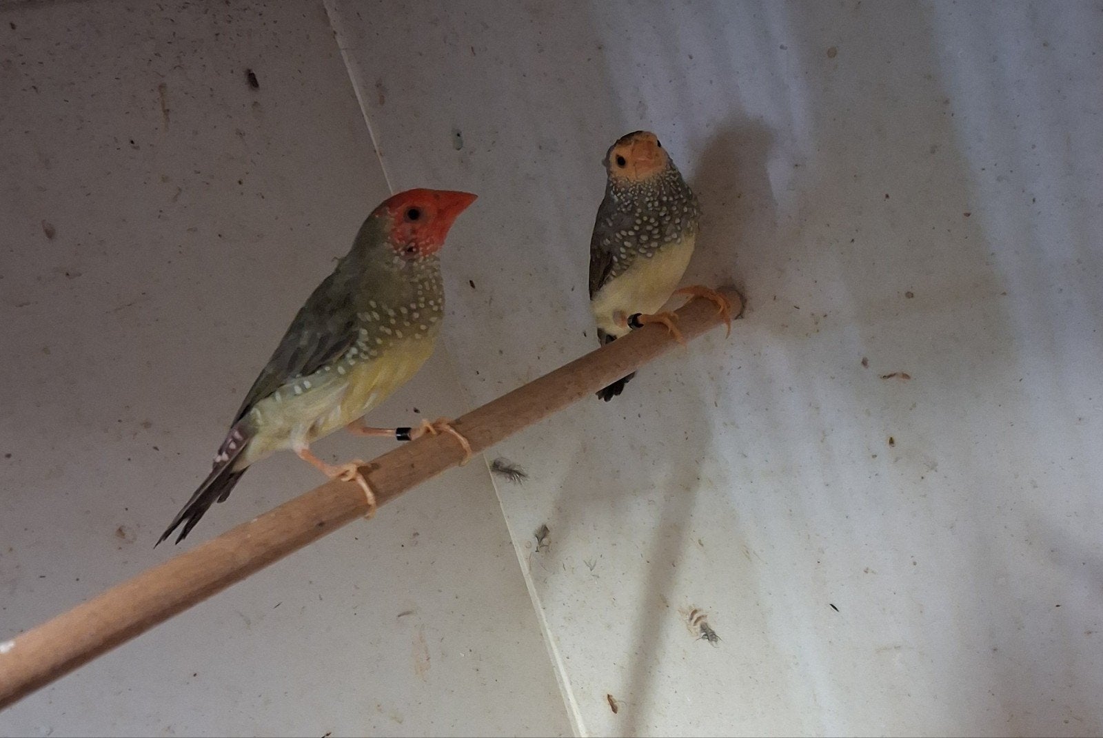 Roodkop binsen man, Dieren en Toebehoren, Mannelijk, Tropenvogel